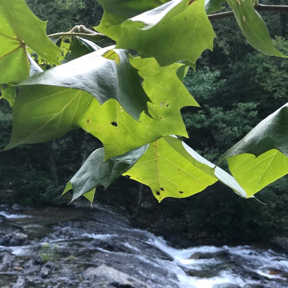 Meet your Posher, Monica